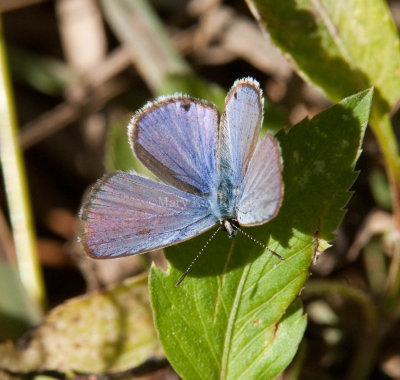 Ceraunus Blue male _I9I1279.jpg