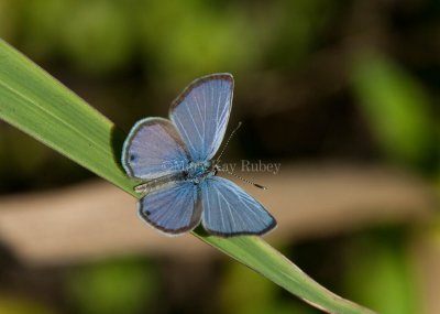 Ceraunus Blue male _I9I1303.jpg