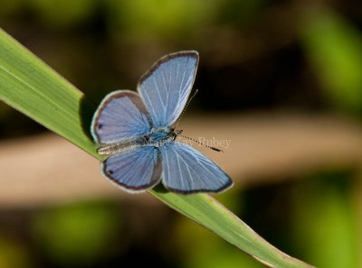 CERANUS BLUE (Hemiargus ceraunus)