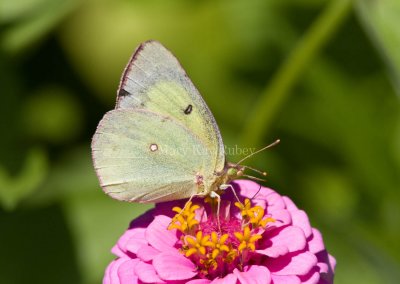 Clouded Sulphur _MG_0469.jpg