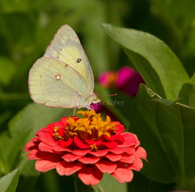 Clouded Sulphur female _MG_1258.jpg