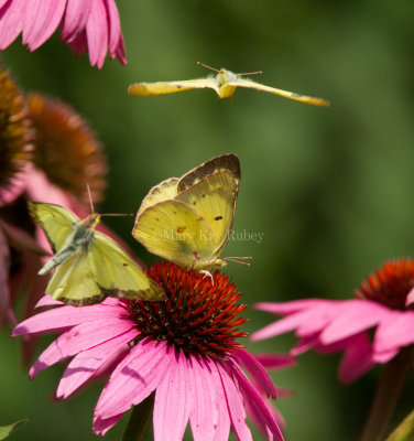 Clouded Sulphur courtship __MG_1852.jpg