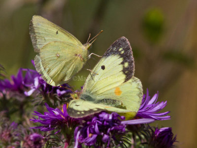 Clouded Sulphur courtship __MG_2208.jpg