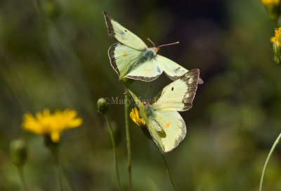 Clouded Sulphur courtship _MG_6508.jpg