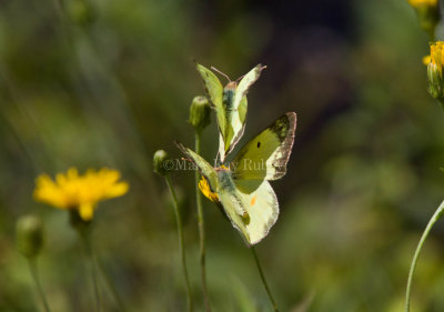 Clouded Sulphur courtship _MG_6509.jpg