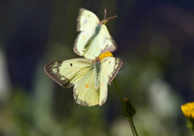 Clouded Sulphur courtship_MG_6527.jpg