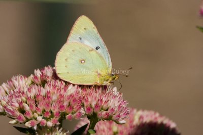 Clouded Sulphur _S9S1628.jpg