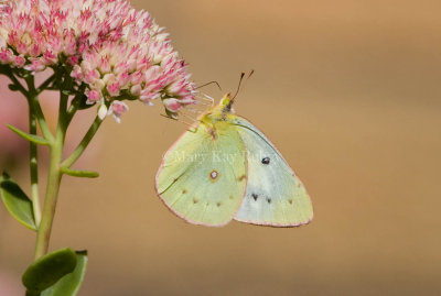 Clouded Sulphur _S9S1782.jpg