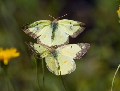 Clouded Sulphurs mating or courting (Gallery)
