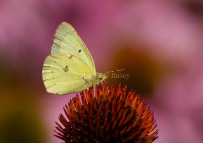 CLOUDED SULPHUR  (Colias philodice)