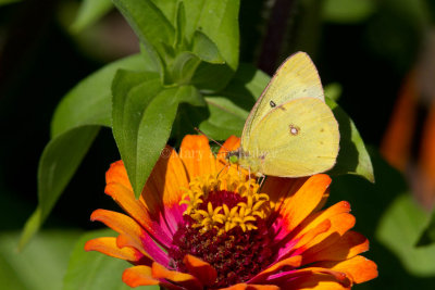 Clouded Sulphur _MG_1435.jpg