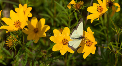 Clouded Sulphur male_11R1688.jpg