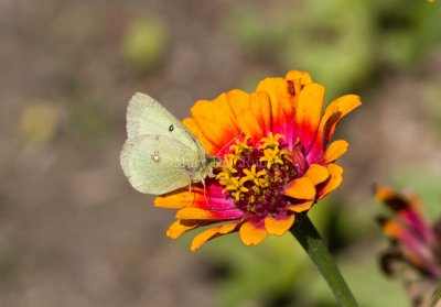 Clouded Sulphur _MG_0633.jpg