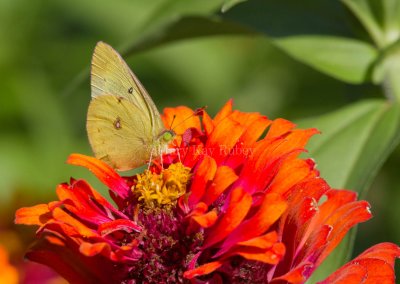 Clouded Sulphur _MG_1439.jpg