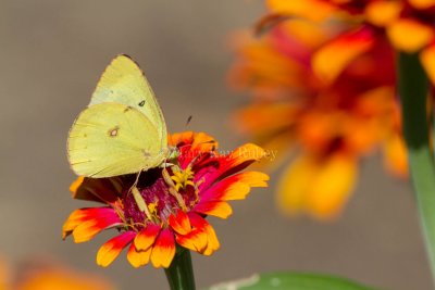 Clouded Sulphur _MG_1445.jpg