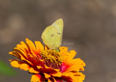 Clouded Sulphur _MG_1461.jpg