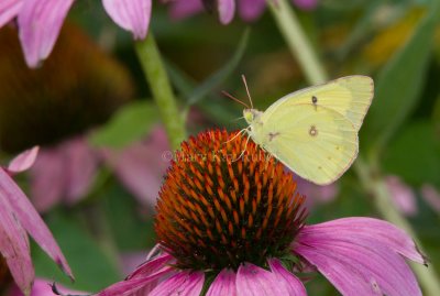 Clouded Sulphur _MG_1718.jpg