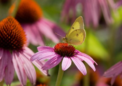 Clouded Sulphur _MG_1720 (2).jpg