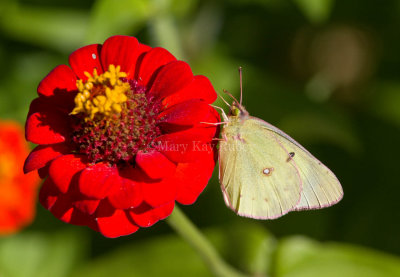 Clouded Sulphur _MG_9734.jpg