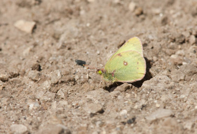 Clouded Sulphurs puddling _I9I1406.jpg