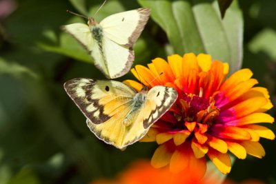 Orange & Clouded Sulphurs _MG_3878.jpg