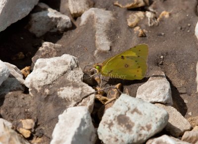 Sulphur puddling _11R0145.jpg