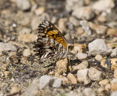 Gorgone Checkerspot _11R0075.jpg