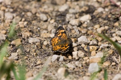 Gorgone Checkerspot _11R0080.jpg