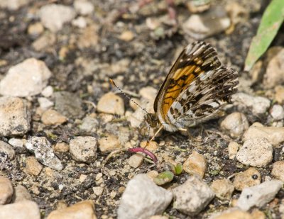 Gorgone Checkerspot _11R0103.jpg