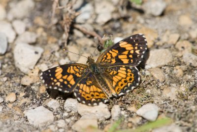 GORGONE CHECKERSPOT (Chlosyne gorgone)