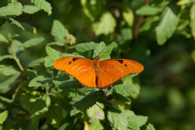 JULIA HELICONIAN (Dryas iulia)