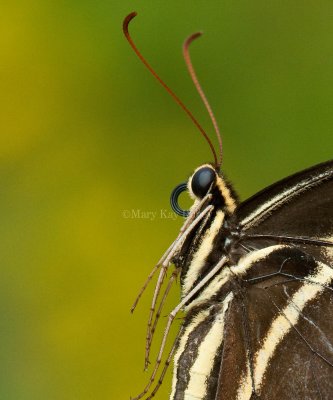 PALAMEDES SWALLOWTAIL (Papilio palamedes)