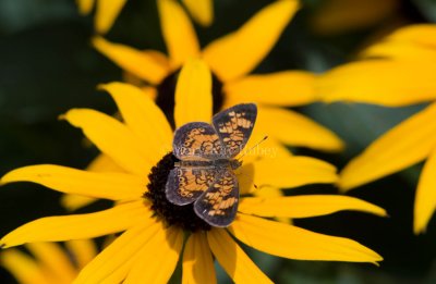  Pearl Crescent _MG_2863.jpg