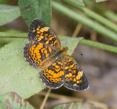 Pearl Crescent _MG_7919.jpg
