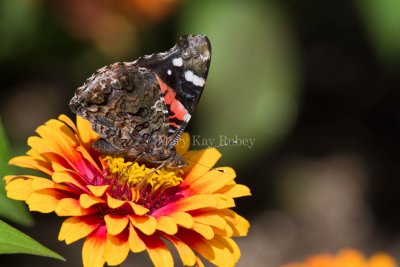 Red Admiral _MG_1138.jpg