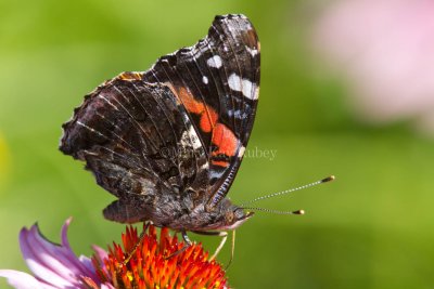 Red Admiral _MG_8554.jpg