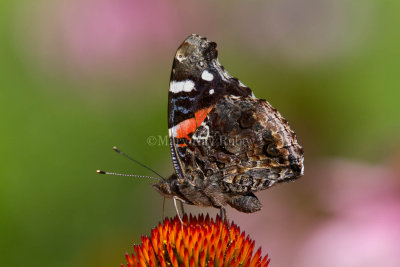 Red Admiral _MG_8566.jpg