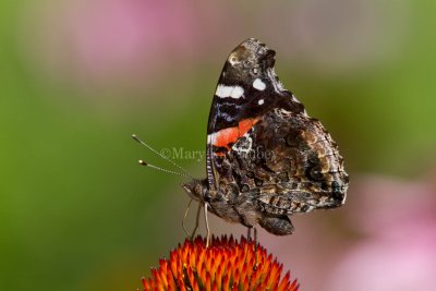 Red Admiral _MG_8567.jpg