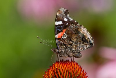 Red Admiral _MG_8569.jpg