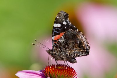 Red Admiral _MG_8598.jpg