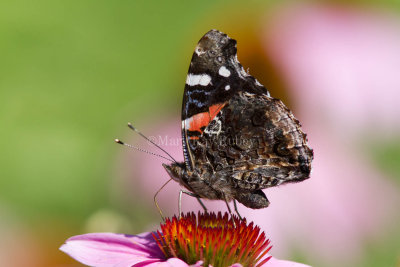 Red Admiral _MG_8599.jpg