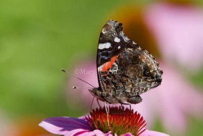 Red Admiral _MG_8607.jpg