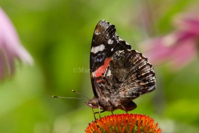 Red Admiral _MG_8696.jpg