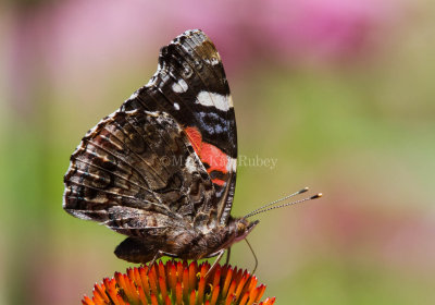 Red Admiral _MG_8705.jpg