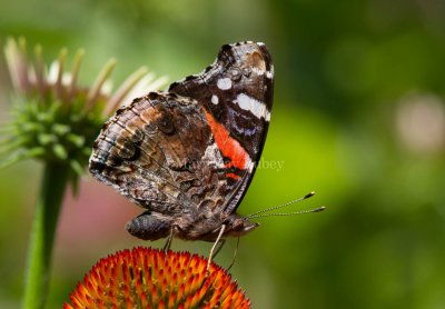 Red Admiral _MG_8721.jpg