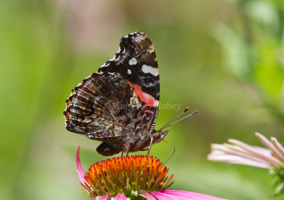 Red Admiral _MG_8731.jpg