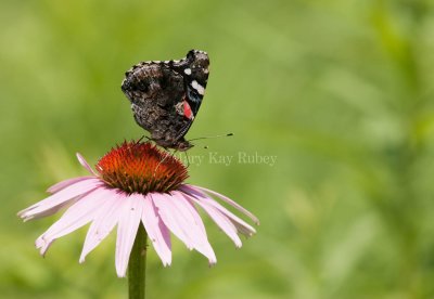 Red Admiral _I9I7806.jpg