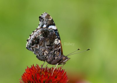 Red Admiral _MG_0857.jpg