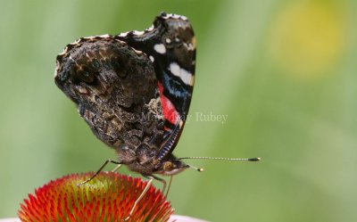  Red Admiral _MG_0876.jpg