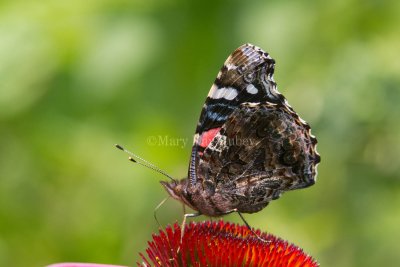 Red Admiral _MG_0906.jpg